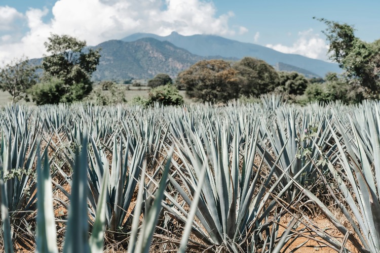 Exclusive Tequila Tour with a Tequila Master