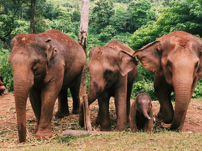 Chiang Mai Elephant Reserve: Ethical Day Trip Experience